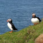 Pulcinelle di mare sull'isola di Mykines [Foto di Vianney Dugrain da Pixabay]