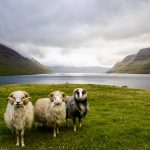 Paesaggio delle Faroe [Photo by Dylan Shaw on Unsplash]