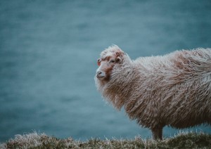 Sørvágur - Vágar (volo) Italia.jpg
