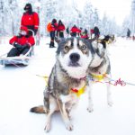 Cani husky [Photo by Robert Tjalondo on Unsplash]