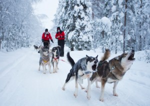 Escursione In Slitta Trainata Da Husky.jpg