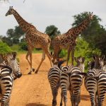 Avvistamento durante un fotosafari in Tanzania