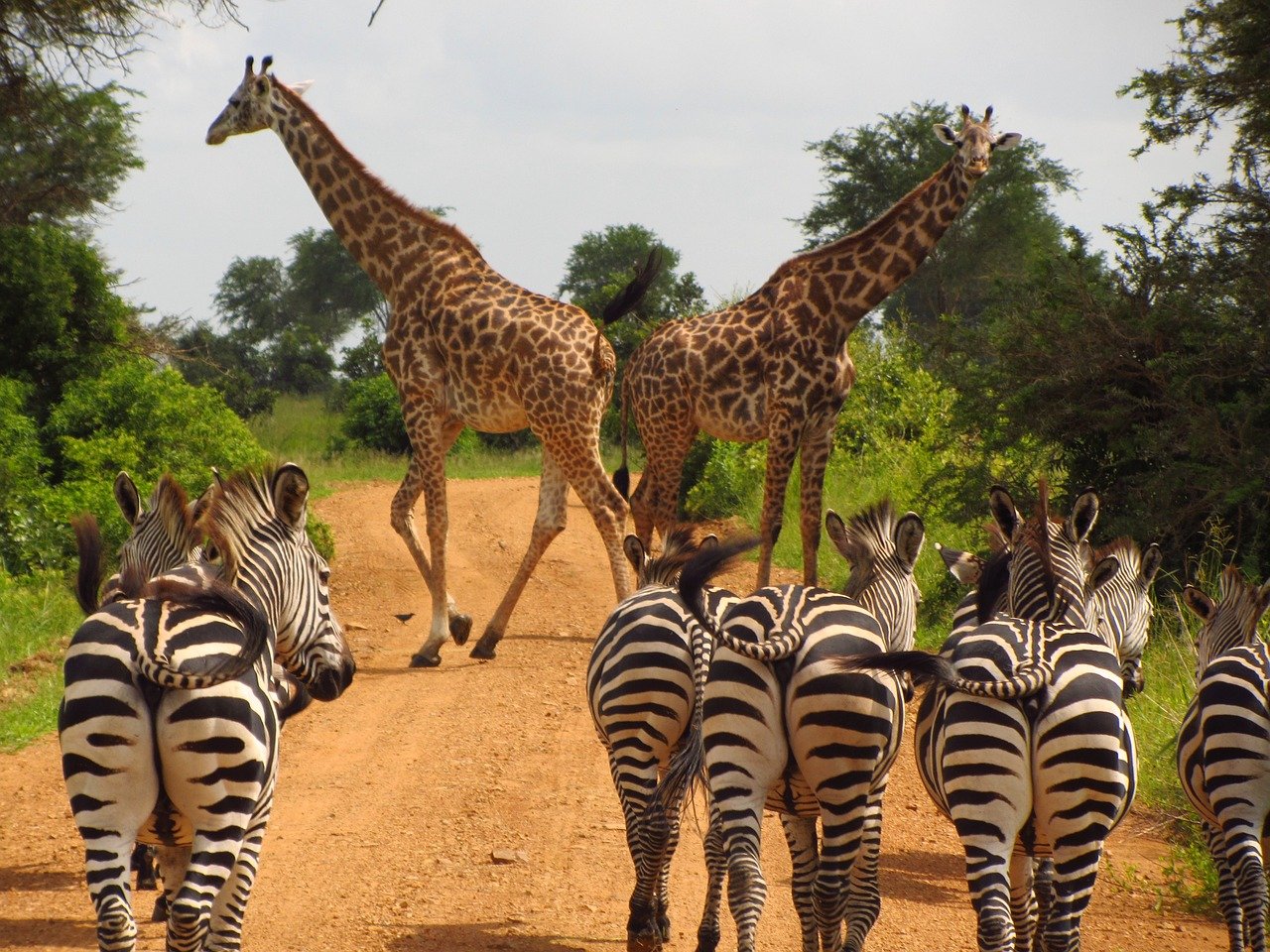 safari e mare tanzania