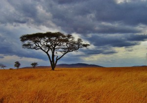 Serengeti Centrale.jpg
