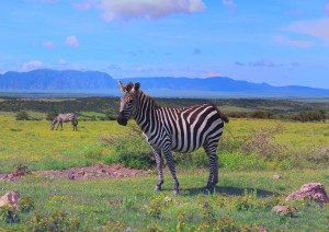 Cratere Di Ngorongoro - Serengeti.jpg