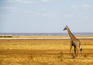 Parco Del Lago Manyara.jpg