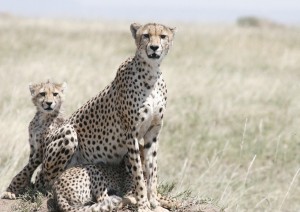 Serengeti - Karatu.jpg