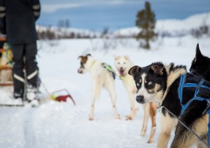 Giro In Slitta Trainata Da Husky - Escursione A Caccia Dell’aurora Boreale.jpg