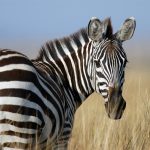 Zebra nel Masai Mara [Photo by Jeff Griffith on Unsplash]