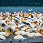 Pellicani e fenicotteri rosa nel lago Nakuru [Photo by Bibhash on Unsplash]