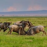 Gnu nel parco di Amboseli [Foto di Herbert Aust da Pixabay]