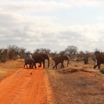 Elefanti nel parco dello Tsavo Est