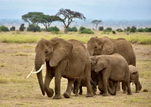 Lago Nakuru - Amboseli.jpg