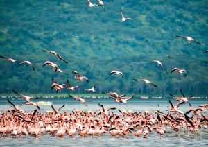 Masai Mara - Lago Nakuru.jpg