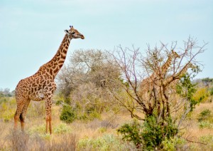 Tsavo Est - Malindi.jpg