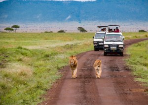 Masai Mara.jpg