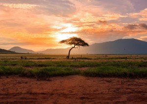 Amboseli - Tsavo Est.jpg