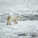 L'orso polare, uno degli incontri possibili alle Svalbard