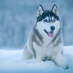 Tra le attività da fare alle Svalbard non può mancare il safari con gli husky