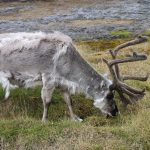 La fauna del luogo