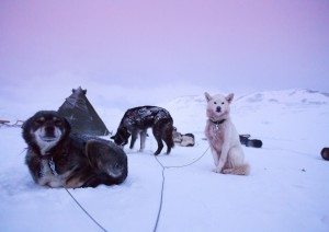 Husky Safari.jpg