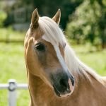 Cavallo nel maneggio