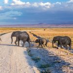 Branco di elefanti nel parco di Amboseli [Photo by Neil and Zulma Scott on Unsplash]