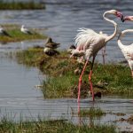 Fenicotteri al lago Nakuru [Photo by muthengi mbuvi on Unsplash]