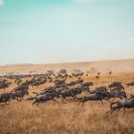 Migrazione degli gnu nella riserva del Masai Mara [Photo by Harshil Gudka on Unsplash]