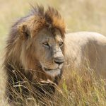 Leone nella riserva del Masai Mara [Photo by Randy Fath on Unsplash]