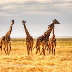 Giraffe nel parco di Amboseli [Photo by MARIOLA GROBELSKA on Unsplash]