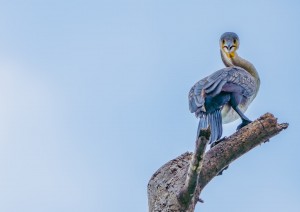 Amboseli - Nairobi - Great Rift Valley - Lago Naivasha (380 Km / 6h).jpg