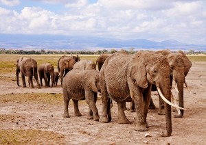 Nairobi - Amboseli (260 Km / 4h).jpg