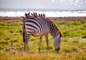 Parco Nazionale Di Amboseli.jpg