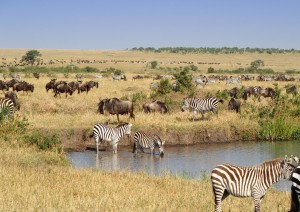 Riserva Nazionale Del Masai Mara.jpg