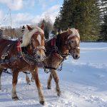 Giro in carrozza