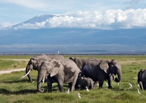 Arrivo In Tanzania - Arusha.jpg