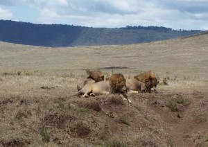 Visita Al Parco Manyara.jpg