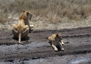 Parco Del Serengeti.jpg