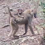 Scimmia con il piccolo