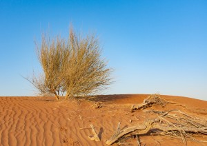 Fanya, Mudhairib, Ibra E Deserto.jpg