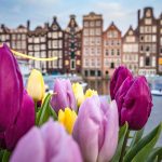 Amsterdam e i tulipani [Photo by Catalina Fedorova on Unsplash]