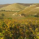 I vigneti Patrimonio Unesco