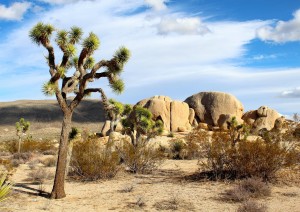 Los Angeles - Joshua - Laughlin (590 Km).jpg