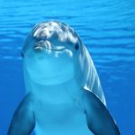 Tra le esperienze da fare ad Anguilla, vi è il bagno in mare con i delfini