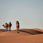 In un viaggio in Marocco non può mancare l'esperienza della cammellata nel deserto