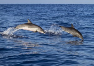 Escursione Per Avvistamento Balene, Delfini E Tartarughe.jpg