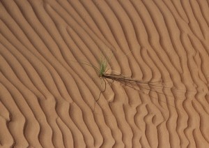 Ras Al Jinz - Al Khabbah - Jalan Bani Bu Ali - Wadi Bani Khalid - Wahiba Sand (270 Km).jpg