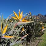 Kirstenbosch