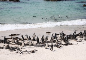 Simon's Town - Capo Di Buona Speranza .jpg